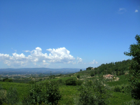 A Vineyard in Tuscany